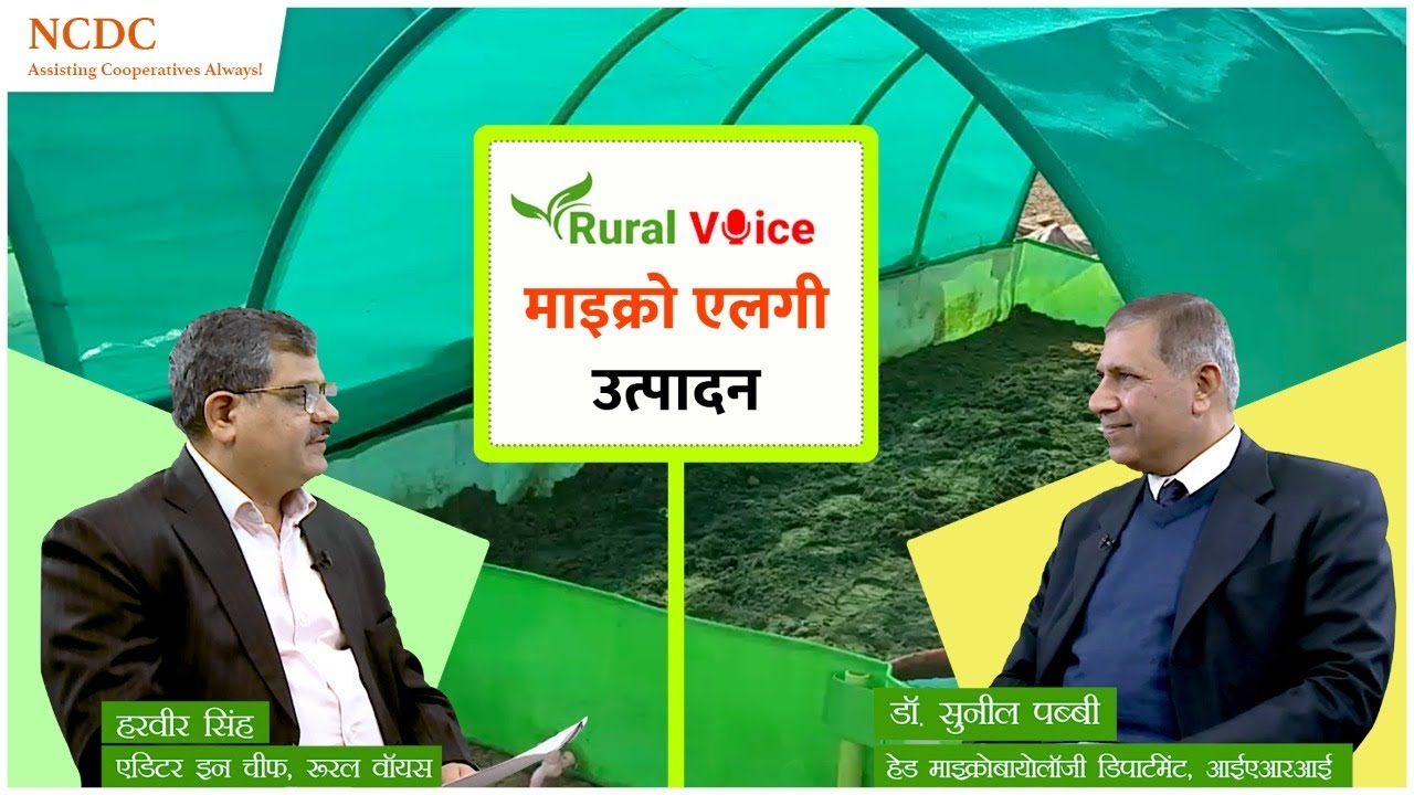 फसलों के लिए जैव उर्वरक ब्ल्यू ग्रीन एलगी और अजोला नाइट्रोजन का बेहतर विकल्प