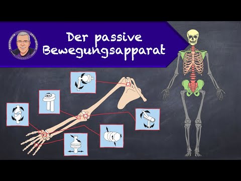The passive musculoskeletal system
