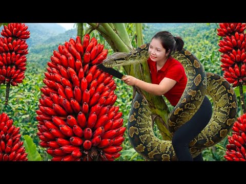Harvesting Red Banana Mutation In The Amazon Rainforest Goes to Market Sell, met giant python 200kg