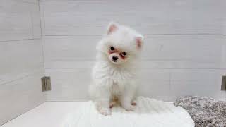 ハーフ犬の動画01