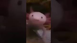 Download lagu Axolotl with Wii sound #shorts #viral #video #funny #meme #tiktok #instagram #trending mp3