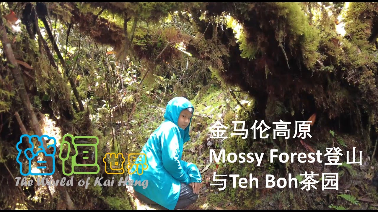 Cameron Highland Mossy Forest hike & Teh Boh Tea Plantation, 金马伦高原苔藓森林登山与Teh Boh茶园 | 楷恒世界