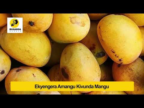 Ekyengera Amangu Kivunda Mangu - Engero N'amakulu - Buganda Ekkula