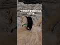 Goldendoodle dogs for sale: Mr Green - Video 5
