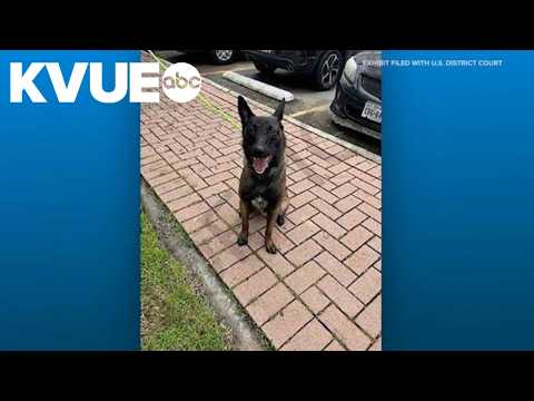 Federal judge halts euthanasia for Austin dog after 575 days in ...
