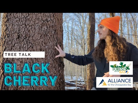 Tree Talk: Black Cherry