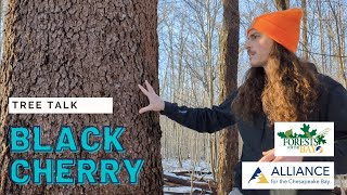 Tree Talk: Black Cherry