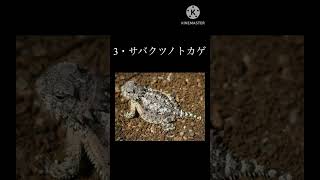 #shorts  特殊能力を持つ動物3選