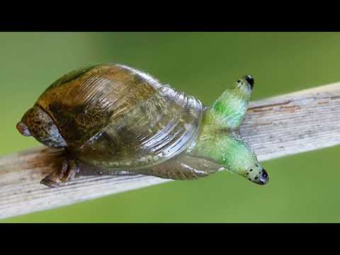 Those Parasites Create ZOMBIE SNAILS