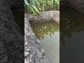 மீன் குட்டை பதிவு 5 Fish Pond Update Aquaculture Pets
