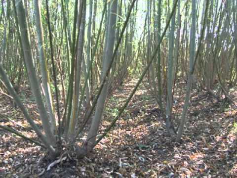 salcie energetica REBINA Agrar