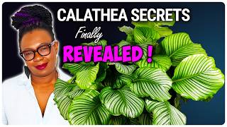 My Secrets To Growing This MASSIVE Calathea!