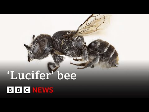 Video | New 'Lucifer' bee with devil-like horns found in Australia | BBC News