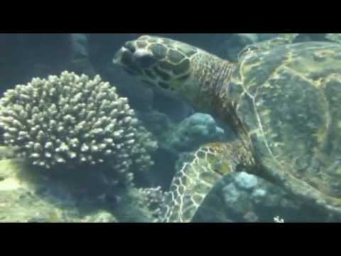Tauchen mit Dugong (Gabelschwanzseekuh), Akassia Diving Spot ´EL Sheik Malik´,Ägypten