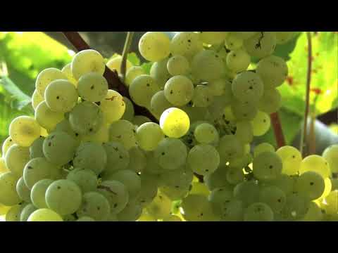 Arclinski fantje z Ano Pogladič - VINOGRADNIŠKA