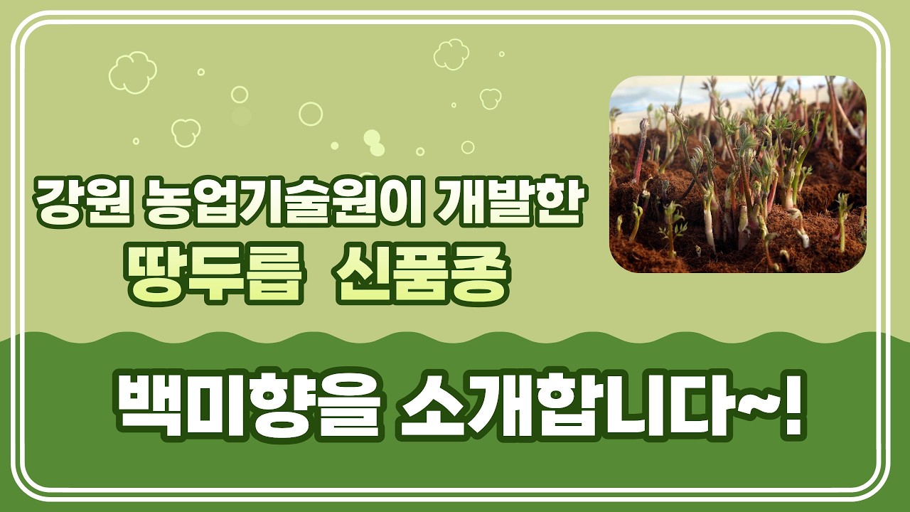강원농기원에서 개발한 역대급 신품종 땅두릅 백미향을 소개합니다