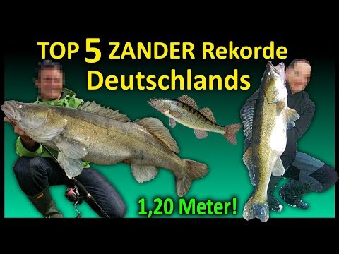 Top 5 Rekord ZANDER Deutschlands | 1,16 Meter Zander!