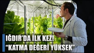 Iğdır'da İlk Defa Üretildi! Katma Değeri Çok Yüksek / AGRO TV HABER