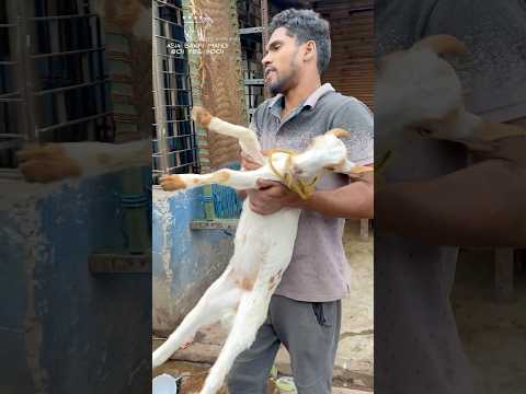 Baby Goats Soldout @AsiaBakriMandi #trending #shorts