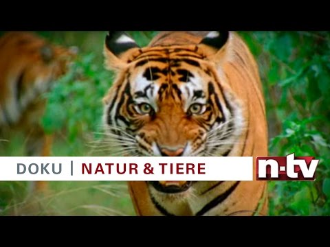 n-tv Doku: Fight Club der Tiere – Unerschrockene Kämpfer – am 02.03.2017 bei n-tv