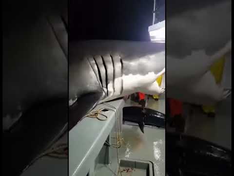 Great White Snaps at Tuna on Deck—Pure Panic😱🦈