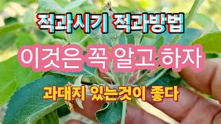사과나무 적과(열매솎기)방법/적과시기,적과방법