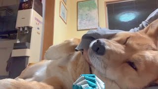 ババアの一人時間に参加するオイヌ様(雑種犬)