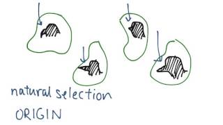 Origin of Species (worked example)
