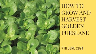 How to grow and harvest Golden Purslane | help me out here please!