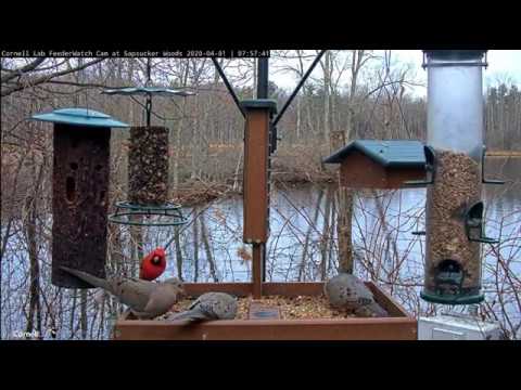 Mourning Doves at Cornell Lab FeederWatch Sapsucker Woods