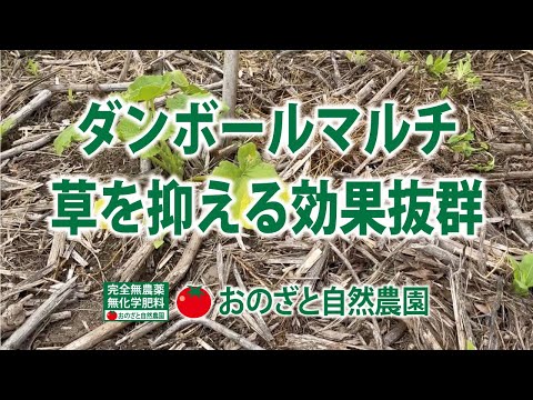 なぜ果樹の周りに段ボールを置くのでしょうか？  庭園