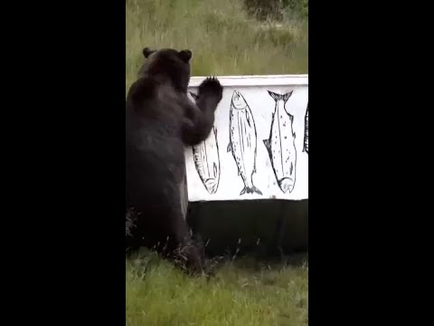 Alaska high school welding students bear-proof dumpsters