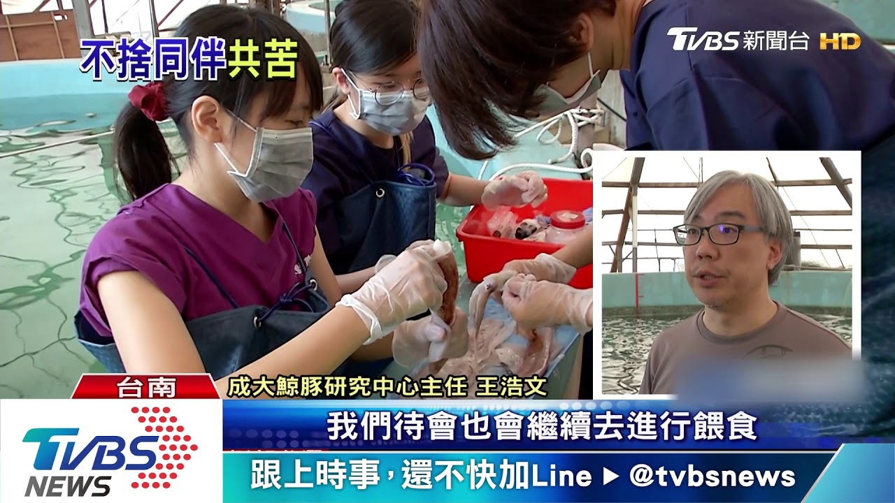 小虎鯨1死5傷 專家:同伴救援集體擱淺