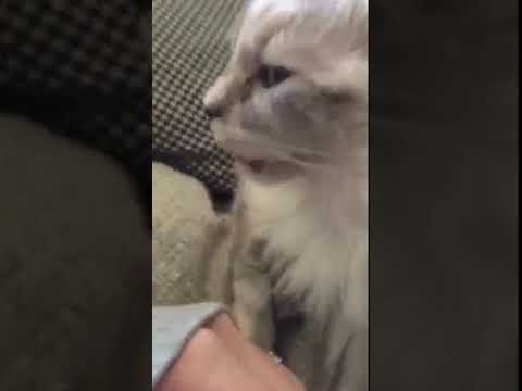 Cat does not like the smell of my perfume... | CONTENTbible