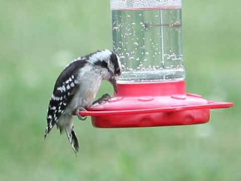 woodpecker at hummingbird feeder