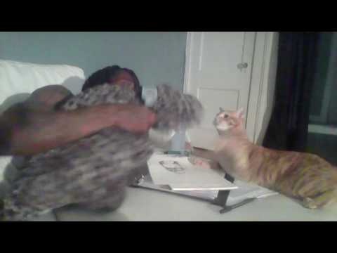 Just me Simba & MrPillowPet (Inkylucc)