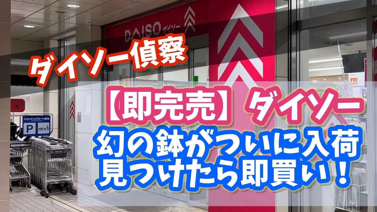 【ダイソー偵察】品薄・完売・入荷なし？幻のあの鉢がついに入荷！ #ダイソー #daiso #観葉植物 #plants 