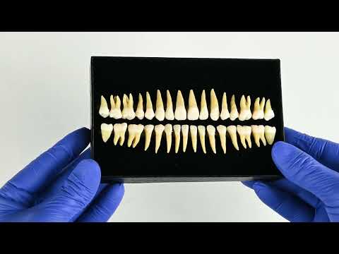 iDENTical Individual Adult Model Teeth - Set of 32 M7022