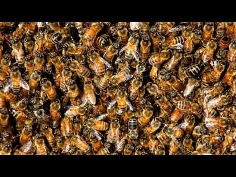Bees for 12 Damn Hours