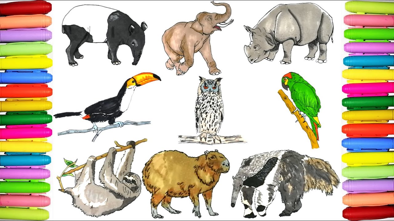Wild Animals Colouring