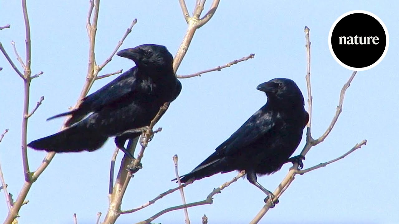 How AI is revealing the language of the birds