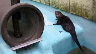 preview picture of video '釧路市動物園のカナダカワウソ (2012/8/13a)'