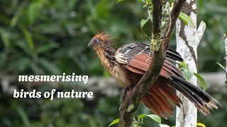 Mesmerising Birds of Nature