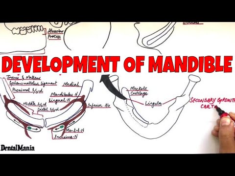 Development of the Mandible - Embryology [ Learn it in the most SIMPLE way]