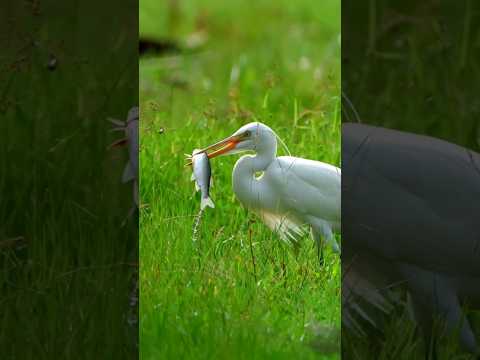 The beautiful white heron caught a fish from the field #heron #fishing