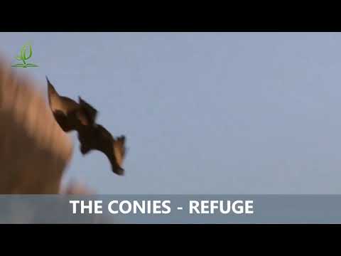 Four little wise creatures