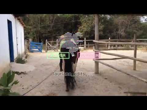 lulu animais ❤❤❤❤❤créditos: lauriane_edits___