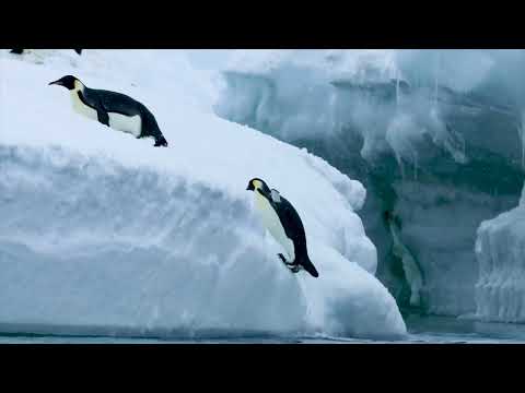 Emperor Penguins Encounters