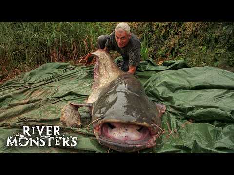 Face to Face With a Giant Wels Catfish the Size of a Man | River Monsters