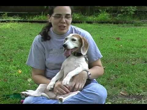 Brandi - Aged to perfection, an adopted Beagle in Tomball, TX_image-1